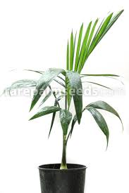 Image result for Chamaedorea radicalis