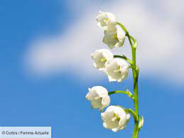 Bouquet de muguet gratuit avec text : Comment Envoyer Un Brin De Muguet Virtuel Pour Le 1er Mai Femme Actuelle Le Mag