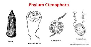 Image result for Belonophora