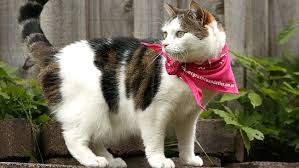 Please take a moment to contact us today, to learn more about our veterinary practice and to find out more information about how pet vet clinic can. Cancer Fight A Pet Project For Springvale Animal Clinic Herald Sun