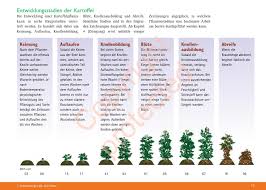 Décryptez facilement les stades bbch de la vigne. Potato Signals German Edition By Roodbont Publishers Issuu