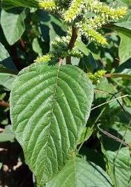 Image result for Amaranthus dubius