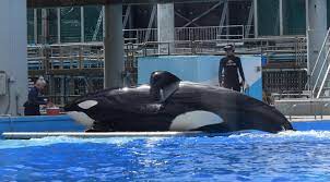 Makaio on the scale 10/12/24 Makaio's first time on the scale 2/10/13  #seaworldorlando #orca #killerwhale #shamu #dinewithorcas #makaio