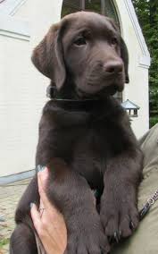 Puppies Chocolate Labrador Retriever Labrador Retriever Puppies Lab Dogs