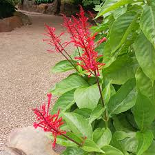 Image result for Odontonema