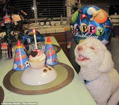 Birthday Dog Know Your Meme