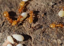 They can get into your food containers and pantry, and one ant soon turns into a whole colony. Citronella Ant Control Get Rid Of Citronella Ants