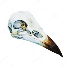 Watercolor Bird Skull Stock Vector Image By C Zeninaasya 77116383
