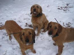 Image result for štýrský brakýř