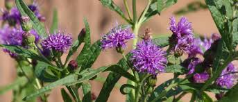 Image result for Vernonia glabra