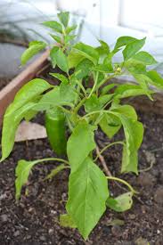 Pepper plants grow slowly when temperatures are below 55 f and they may lose flowers and/or leaves. The 10 Best Growing Tips For Thriving Pepper Plants