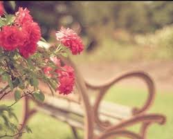 Pin By Lara Black On اريام Flowers Photography Flower Girl Photos Vintage Flowers