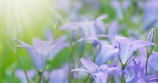 У цей день у світі відзначаються міжнародний день лівшів, день неприємностей п'ятниця, тринадцяте, міжнародний день скептиків. 13 Serpnya 2020 Yake Sogodni Svyato Tradiciyi Imenini Ta Viznachni Dati Amazing Ukraine Divovizhna Ukrayina