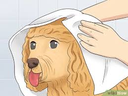 One of the most popular crossbreeds in the world, this. 3 Ways To Groom A Goldendoodle S Face Wikihow Pet