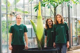 +49 (0) 234 322 6665 prof. Seltene Riesenblume Erbluht Zum Ersten Mal In Bochum Newsportal Ruhr Universitat Bochum