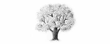 Here presented 46+ tree outline drawing images for free to download, print or share. How To Draw Trees