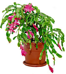 To prune your christmas cactus, wait until after it's bloomed, when it's putting out new leaves, which is when it grows best. Christmas Cactus Blooming How To Get A Holiday Cactus To Flower
