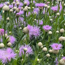 Image result for Centaurea praecox