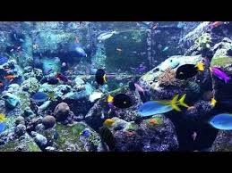 Fish Videos For Kids Yahoo Search Results Video Search Results Aquarium Fish Aquarium Fish Tank Coral Reef Aquarium