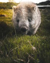Wombat Smile Oscarsloane Wombat Animals Beautiful Animals
