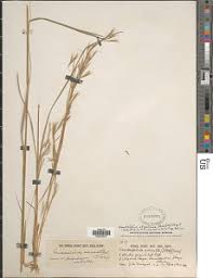 Image result for Anadelphia