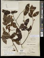 Image result for Monanthotaxis ferruginea