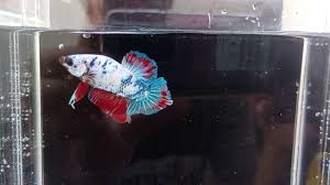 Habitat ikan cupang ialah berasal dari negara asia tenggara. Cupang Marble Youtube