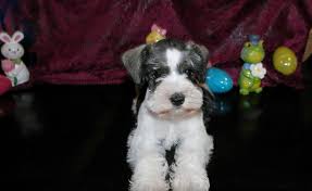 Where can i buy a mini schnauzer in texas? Miniature Schnauzer Puppies For Sale Brownsville Tx 76676