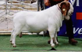 Mugambi Boer Goats -Bucks