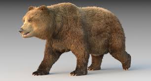 3d Grizzly Bear Fur Rig Shark Drawing Grizzly Bear Animals