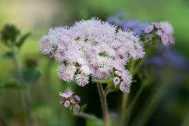 Image result for Ageratinastrum