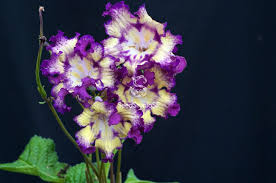 Image result for Streptocarpus solenanthus × eylesii