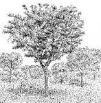 Image result for Ochna schweinfurthiana