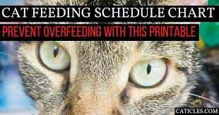 Schedule up to 6 feedings a day, 1 to 10 portions per meal. Cat Feeding Schedule Chart How Many Times To Feed Guide Caticles