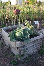 Der Urbane Garten Im Hochsommer Garten Fraulein Der Gartenblog Garten Gartenblog Stadtgarten