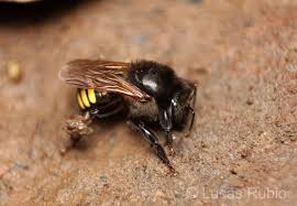 Mandaçaia (Melipona quadrifasciata) · BioDiversity4All