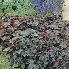 Image result for Heuchera `Palace Purple`