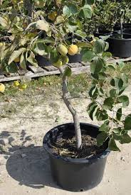 Such a container could weigh between about 70 and 125 pounds, depending on what the pot is made of, the size of the tree, and the type of soil. Growing Fruit Trees In Containers Part 2 Stark Bro S