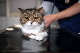 Kedi Kisirlastirmasi Hakkinda Merak Edilen Butun Bilgiler Lafmacun