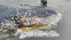 Paus sperma yang ditemukan memiliki panjang tubuh sekitar 13 meter lebih. 115 Gelas Plastik Dan 1000 Potong Tali Rafia Di Perut Paus Sperma Wakatobi Dari Laut