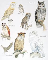 Barn Owl Elf Owl Screech Owl Vintage 1984 Birds Book Plate Elf Owl Owls Drawing Owl Posters