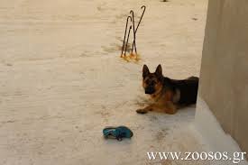Check spelling or type a new query. Odhgies Gia To Pws Kanoyme Kataggelia Se Osoys Exoyn Zwa Na Zoyn Monimws Se Mpalkonia Kai Taratses Www Zoosos Grwww Zoosos Gr