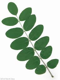 Image result for Robinia hispida