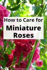 How To Care For Miniature Roses Rose Care Rose Plant Care Planting Roses