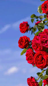 بلاد الرافدين أو بلاد مابين النهرين (بالآرامية: ØµÙˆØ± Ùˆ Ø®Ù„ÙÙŠØ§Øª Ø¬Ù…ÙŠÙ„Ø© Ù„Ù„ÙƒØªØ§Ø¨Ø© Ø¹Ù„ÙŠÙ‡Ø§ 2020 Flower Backgrounds Flower Background Wallpaper Wallpaper