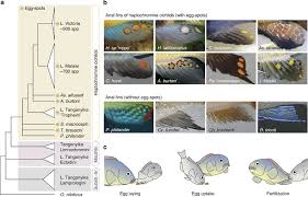 The Evolution Of Cichlid Fish Egg Spots Is Linked With A Cis