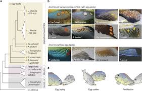 the evolution of cichlid fish egg spots is linked with a cis