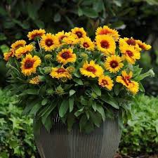 Mesa Bright Bicolor Oklahoma S Official State Flowers In 2021 Plants Showy Flowers Planting Flowers