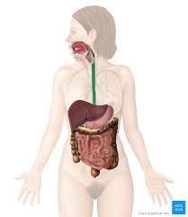 Right side abdominal pain is caused by a range of factors. Esophagus Anatomy Sphincters Arteries Veins Nerves Kenhub