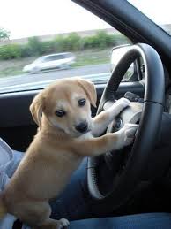 New Uber Driver Animal Life Puppies Adorable Cute Animals Cute Funny Animals